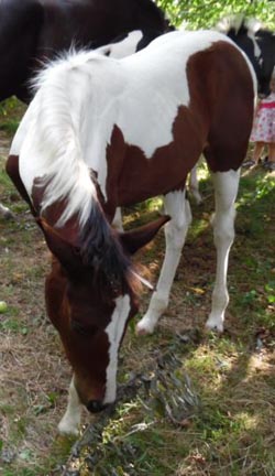 Stute Macy Paint Horse Fohlen