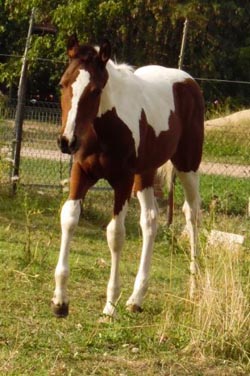 Stute Macy Paint Horse