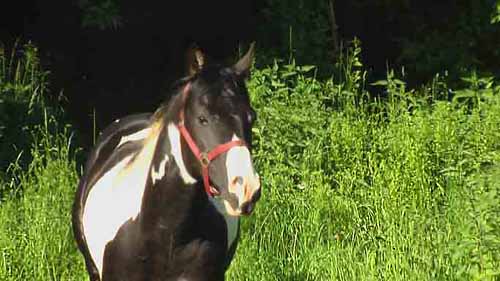 Painthorse Wallach Dancing Justy Boy(Verkauft) Verkaufspferd Justy (Paint Horse aus Deutschland) auf einer Wiese