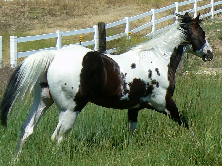 Paint Horse Deckengst von schräg hinten rechts