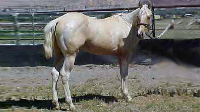 Pferdeimport Paint Horse Dinozo (USA)