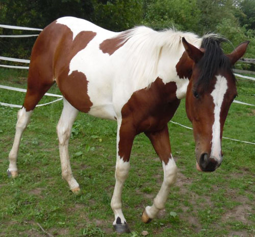 Paint Horse Stute Macy im August 2016
