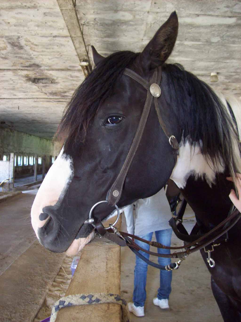 Paint Horse Wallach rechts