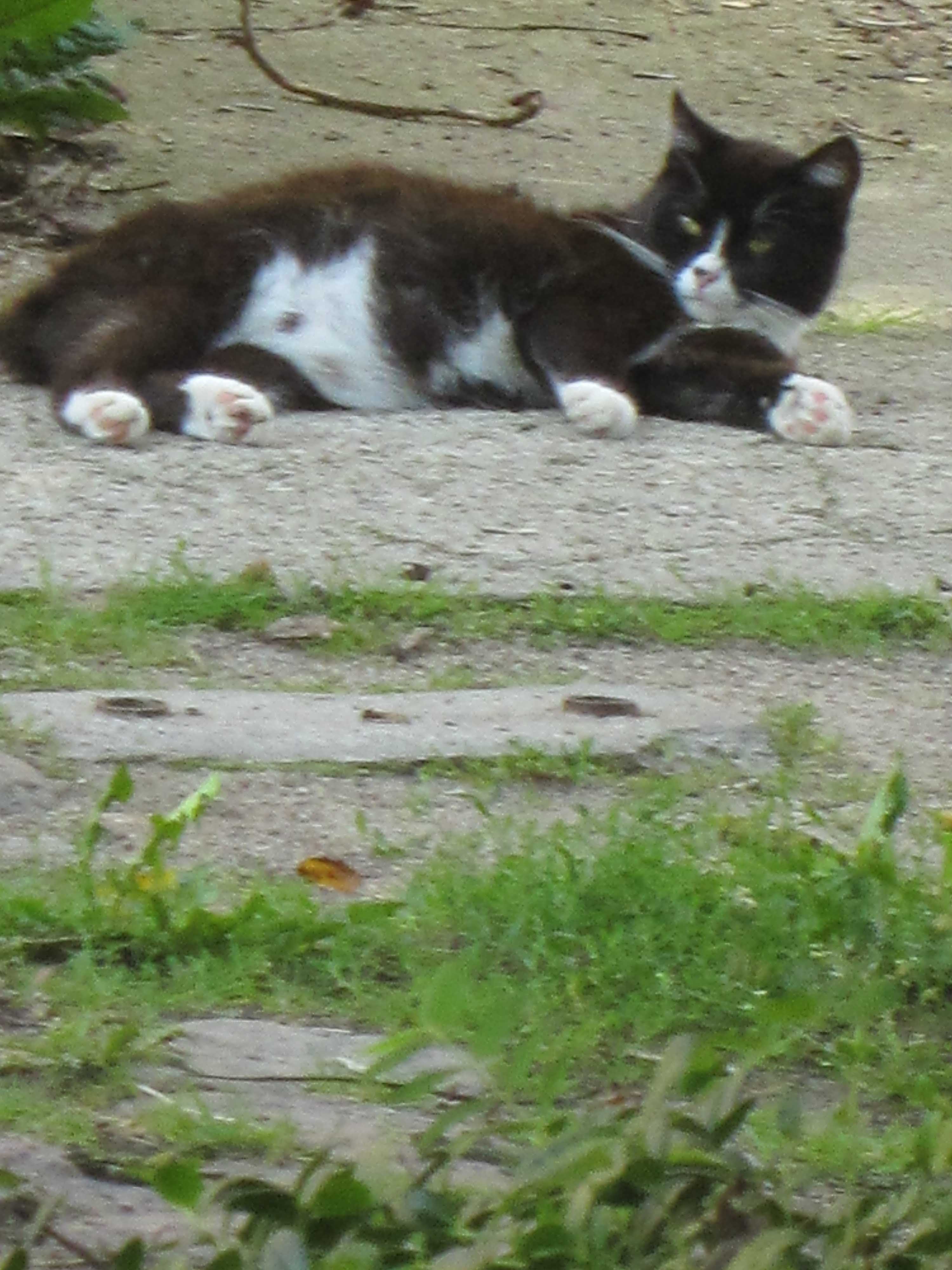 Katze Momo in den Reitferien