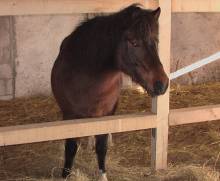july westernpferd pony