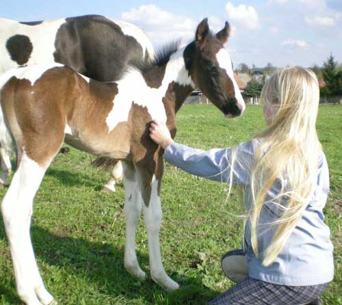 Paint Horse Fohlen Fibi