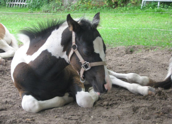 Fibi- Pferd kaufen