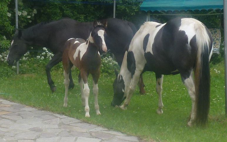 Verkaufspferd Fohlen Stute