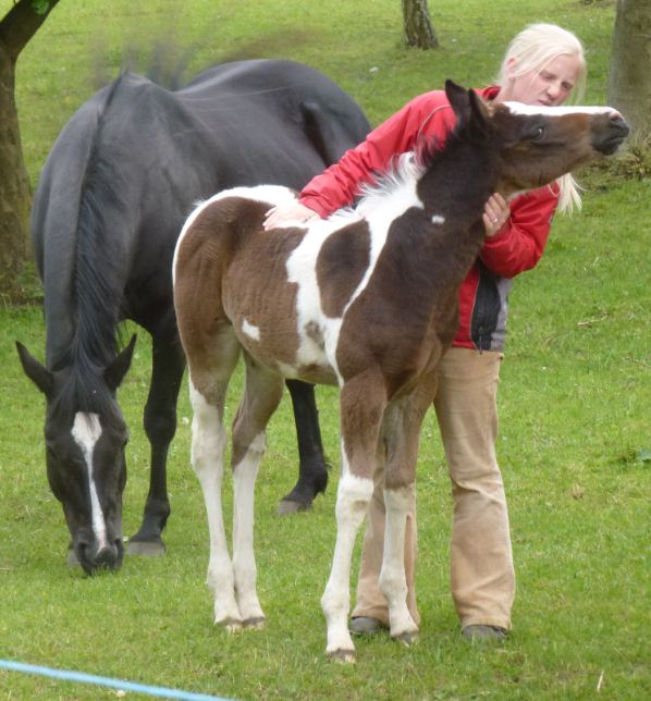 Paint Horse Fohlen