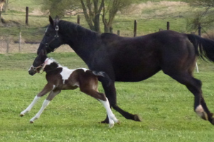 American Paint Horse Zuchtstute