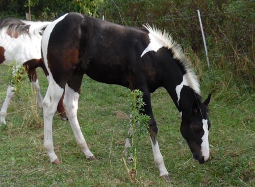 homozygoter hengst cooleo