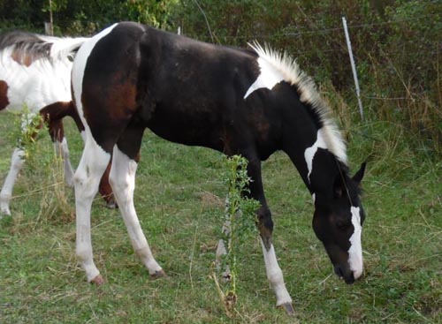 homozygoter hengst cooleo