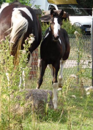 homozygoter hengst cooleo