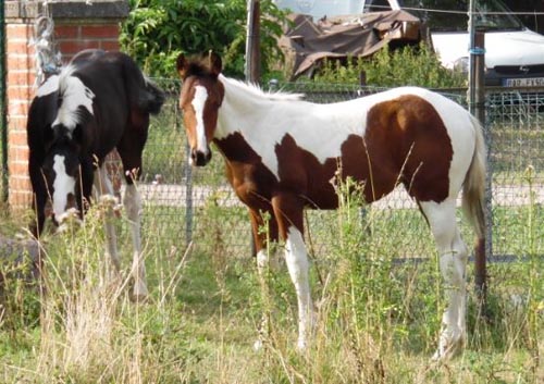 Stute Macy Fohlen von 2015