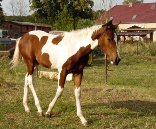 Paint Horse Stute Macy