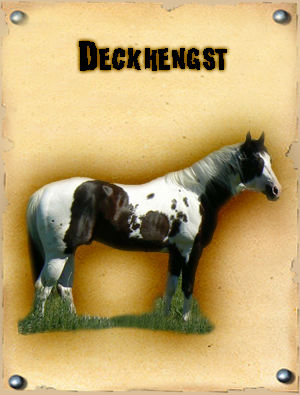  mit homozygotem Deckhengst