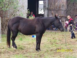 Paint Horse Stute Ebony