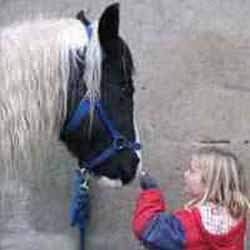 Reitschule für Westernreiten mit Reitferien