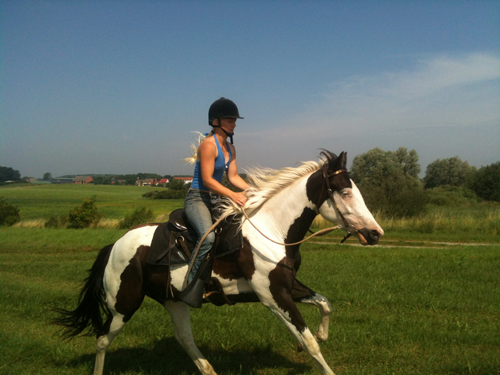 Paint Horse Wallach Calypso Paint Horse Wallach Calypso im Einsatz