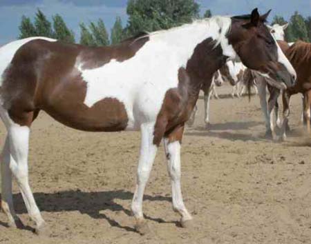 paint horse 381