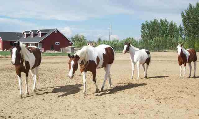 Pferdegruppe Paint - horse