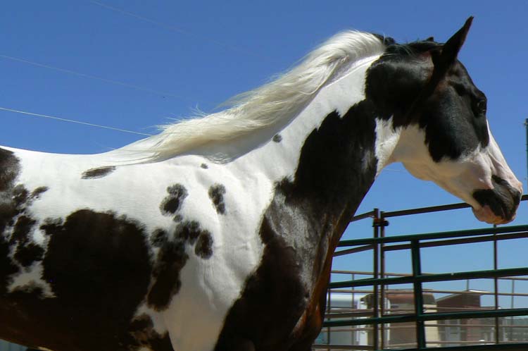 Paint Horse Deckengst in Idaho