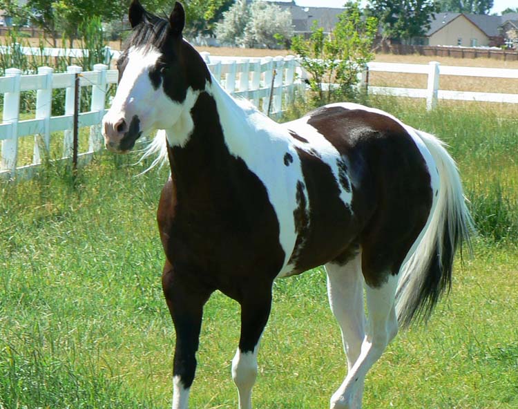 homozygoter Paint Horse Hengst