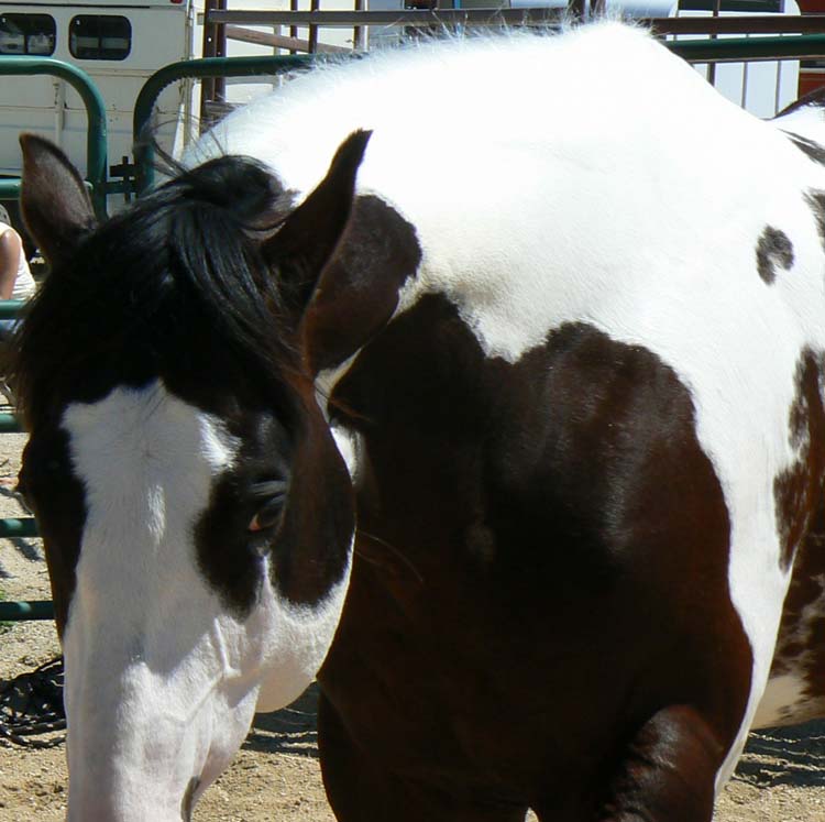 Paint Hengst für die Paint Horse Zucht