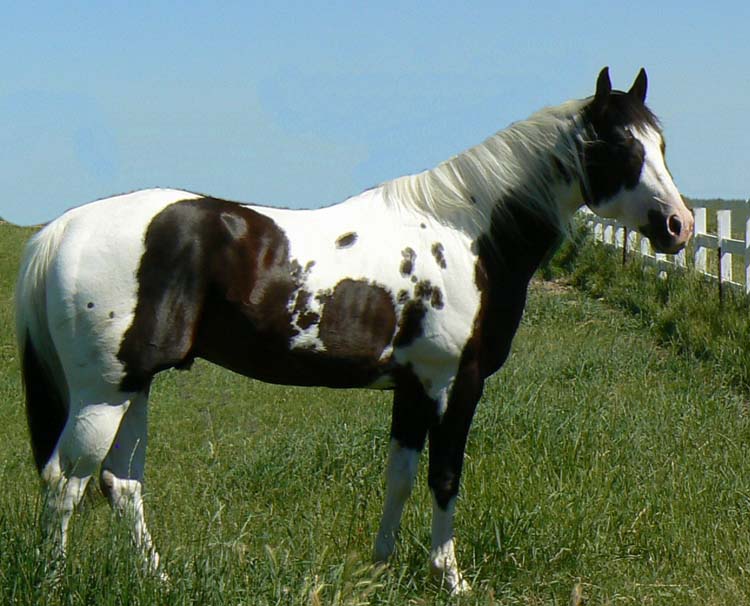 Paint Horse Hengst auf der Weide