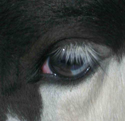 Reitschulpferd Calypso