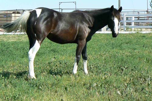 Reitbeteiligung - Pferd