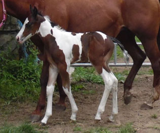 Paint Horse Fohlen Verkauf