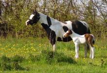 Paint Horse Fohlen Verkauf: Puma - homozygotes Hengstfohlen