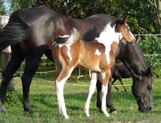 Paint Horse Fohlen Verkauf: Status Hengstfohlen