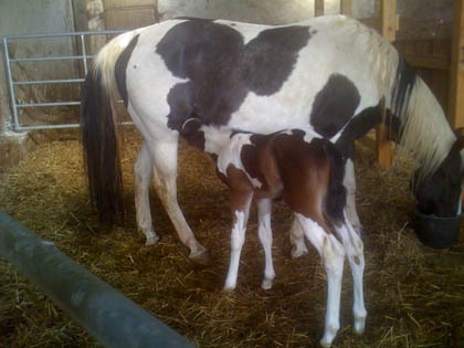 Verkaufsfohlen (American Paint Horse) Gracy