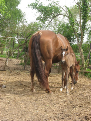 Verkaufspferd Hengstfohlen (Quarter Horse)