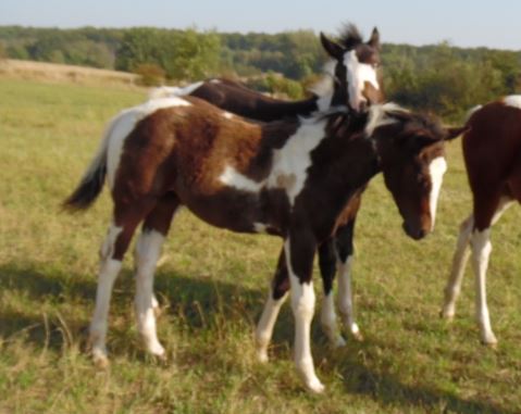 Paint Horse Stute Frieda (Verkaufspferd)