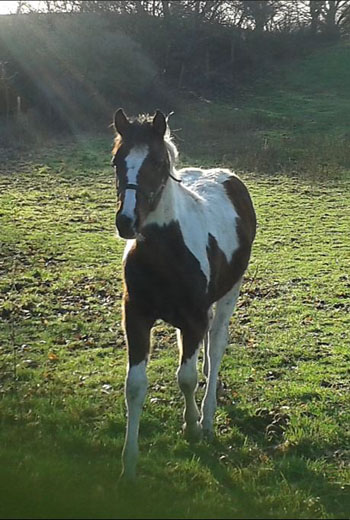 Paint Horse Stute Macy von vorn Stute Macy Fohlen von 2015