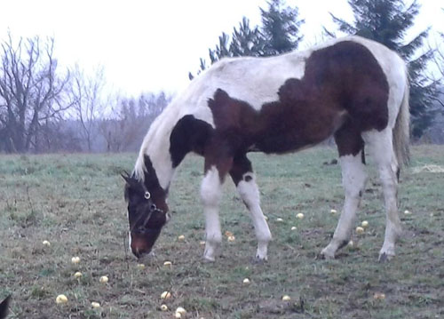 Paint Horse Stute Macy von links Paint Horse Stute Macy im Herbst