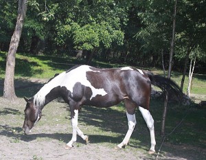 Fohlen Gracie 2016-2
