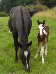Fohlen Status 1