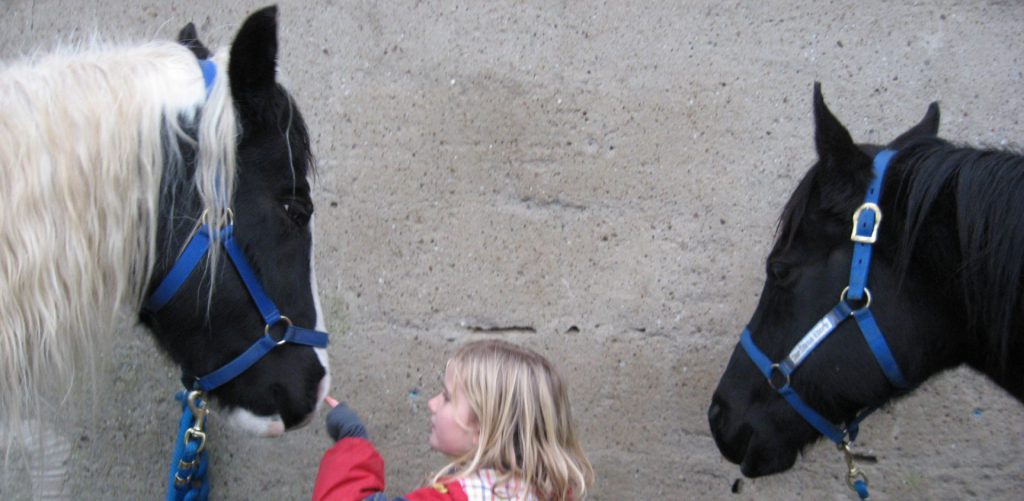 Pferde der Paint-Horse-Ranch
