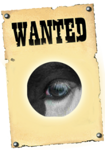 Reitschulpferd Calypso