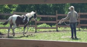 paint horse stute meggie mai 2017