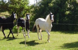 Paint Horse Hengstfohlen