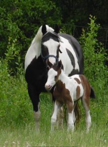 paint horse fohlen tammy