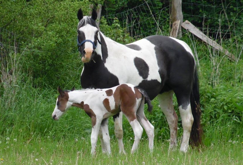 Paint Horse Stutfohlen von 2017 kaufen ⋆ Tammy ⋆ Double C Ranch