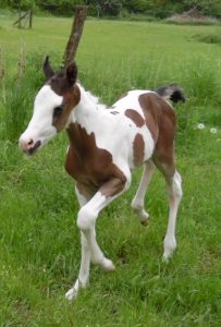 stutfohlen tammy paint horse kaufen