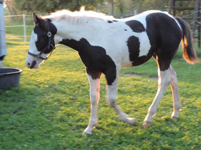 Paint Horse Fohlen Tammy September 2017