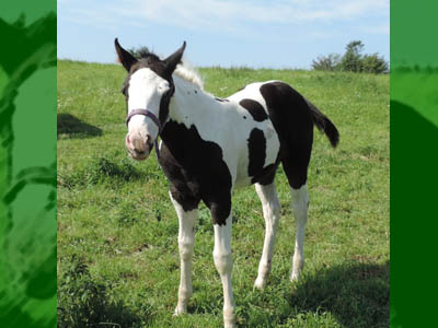 Paint Horse Fohlen Tammy August 2017